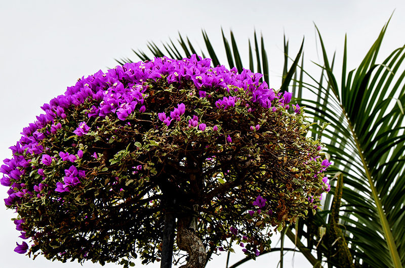 2014��12��13��̨��a 7381.jpg