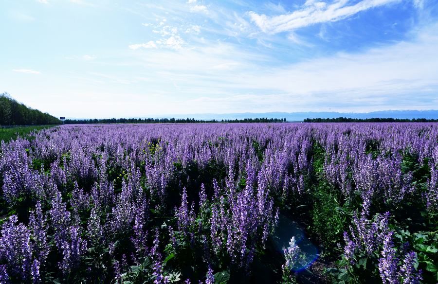 nEO_IMG__DSC5332 - ����.jpg