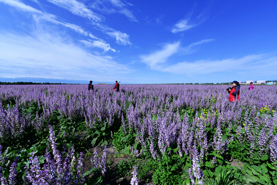 nEO_IMG__DSC5333 - ����.jpg