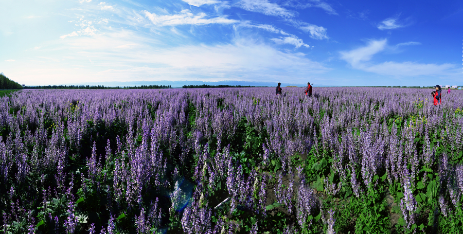 nEO_IMG_δ����_ȫ��ͼ133jpg - ����.jpg