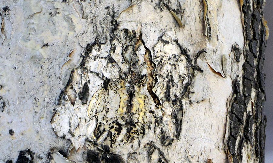 ��������Ȥͼ (1)��ֻ����.jpg