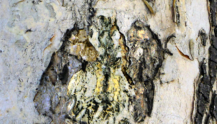 ��������Ȥͼ (1)��ֻ����.jpg