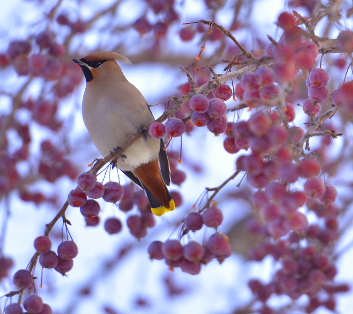 �������е���һ��