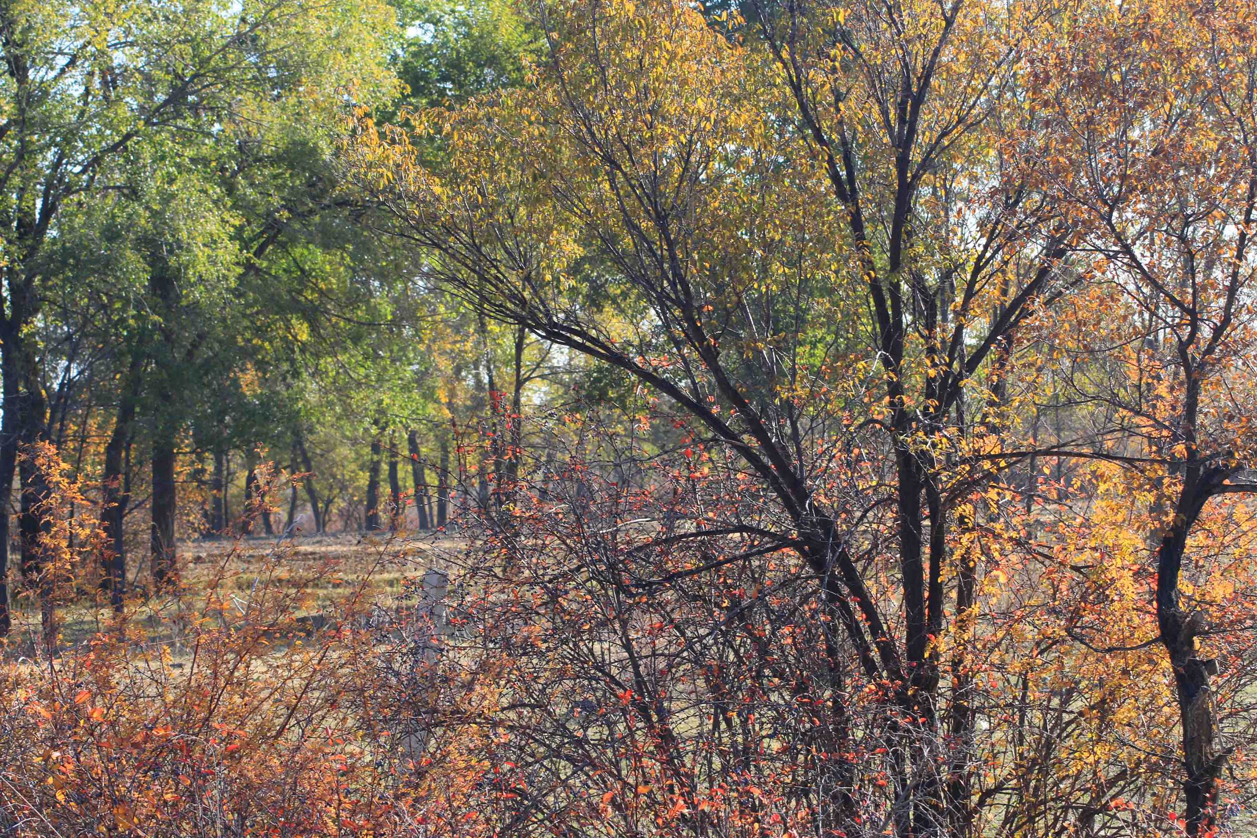 IMG_0009 ����_����.jpg