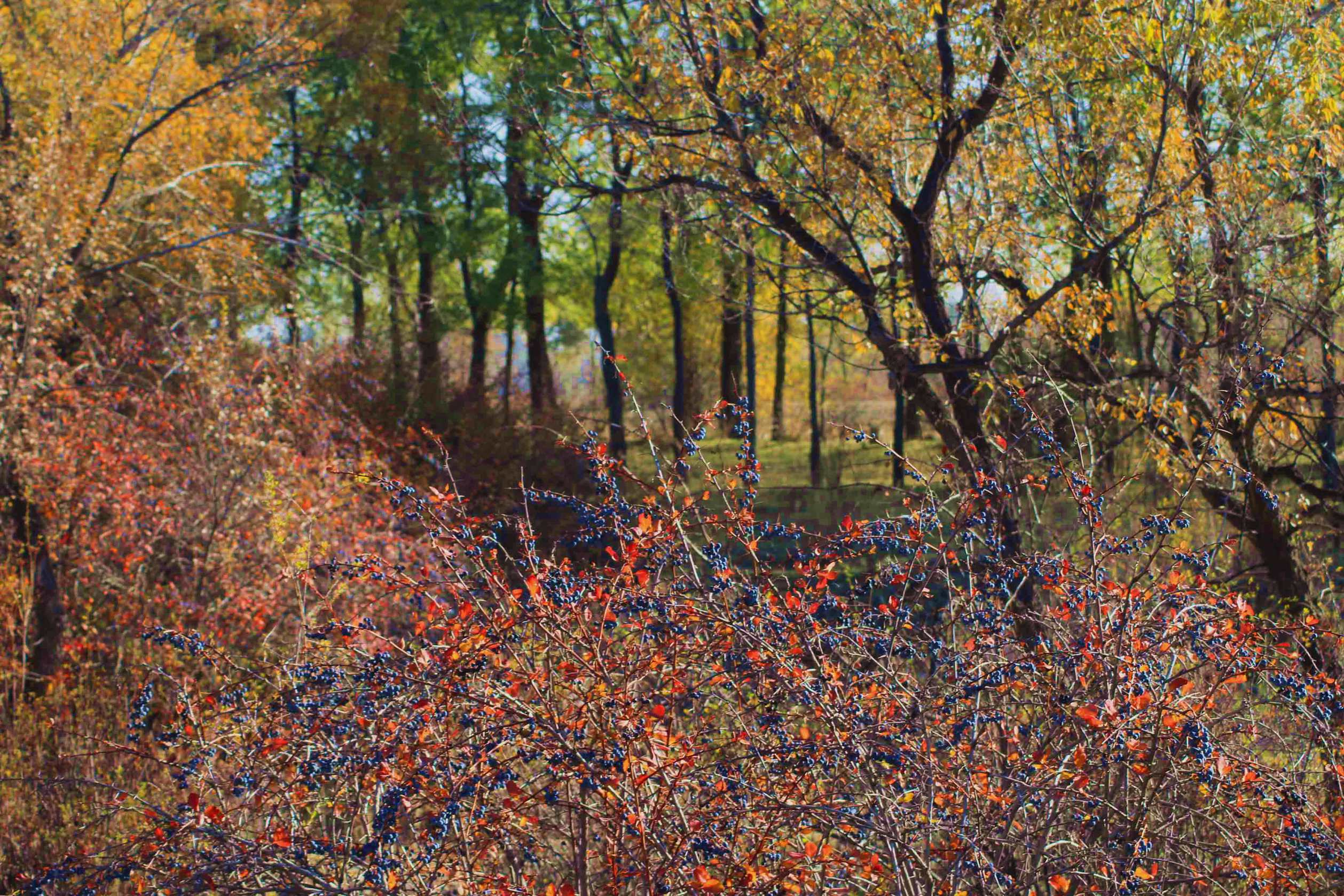 IMG_0010 ����_����.jpg