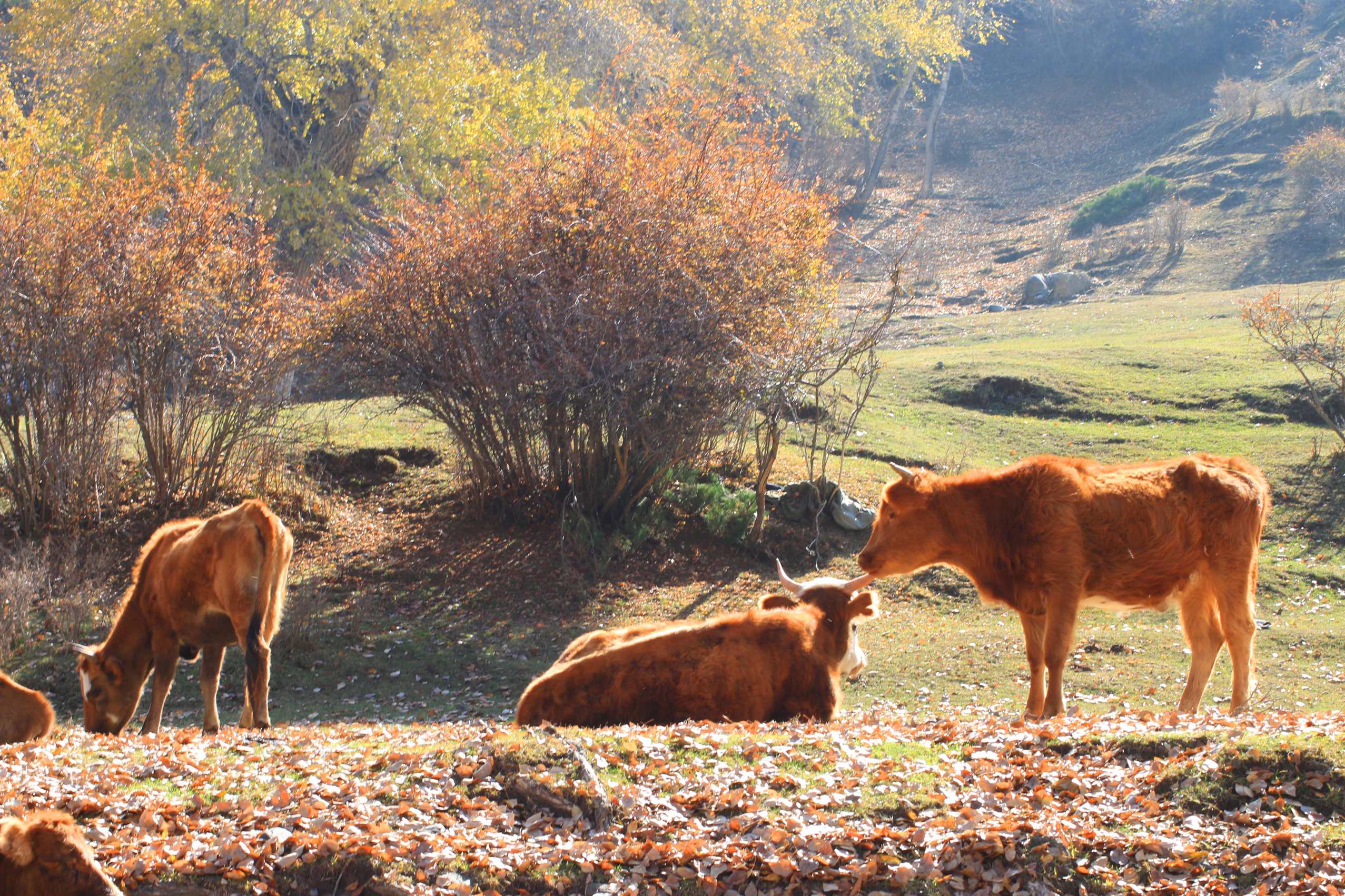 IMG_0102 ����_����.jpg