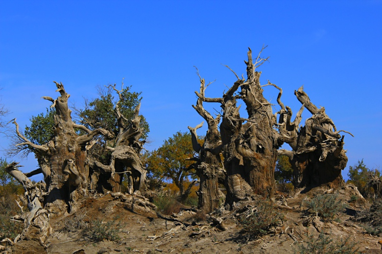 ǧ�ž���-����