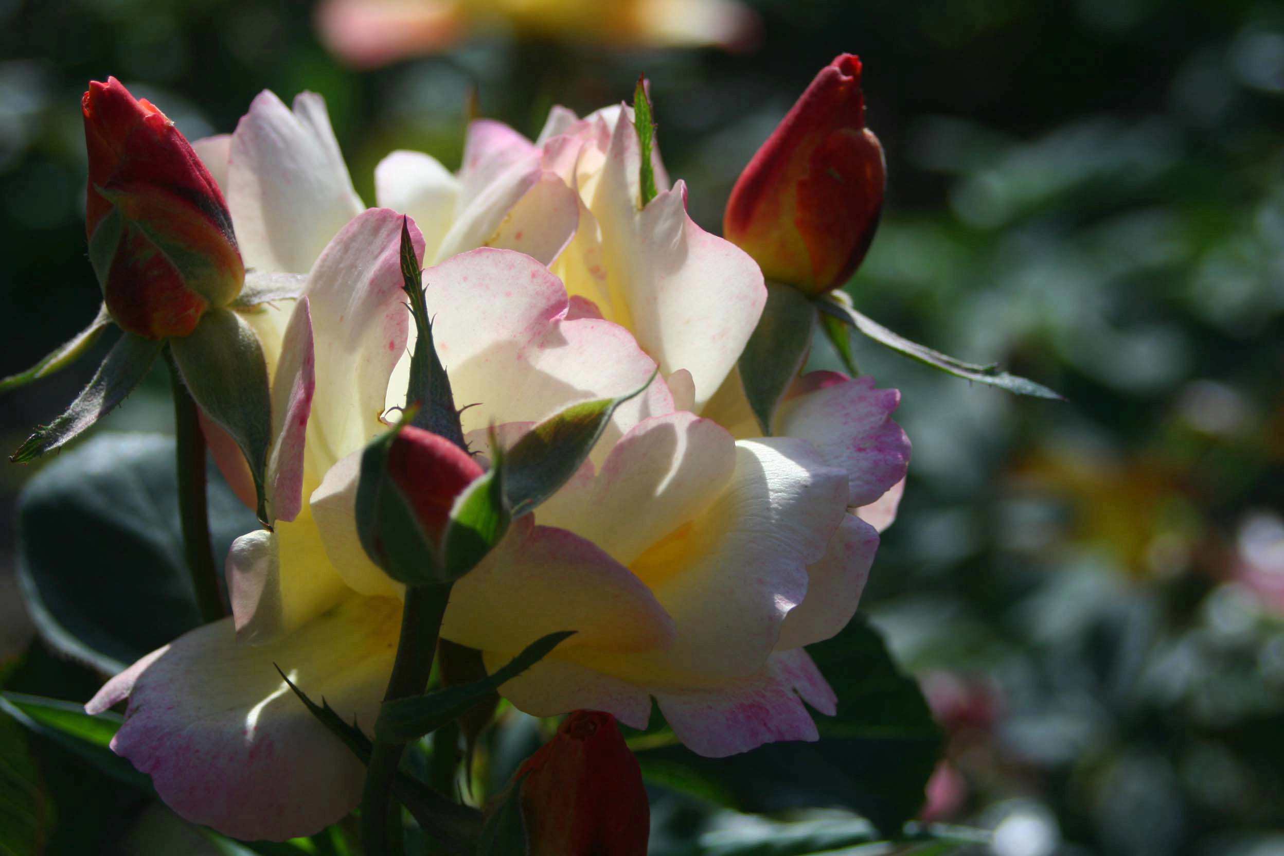 IMG_0869 ����_����.jpg