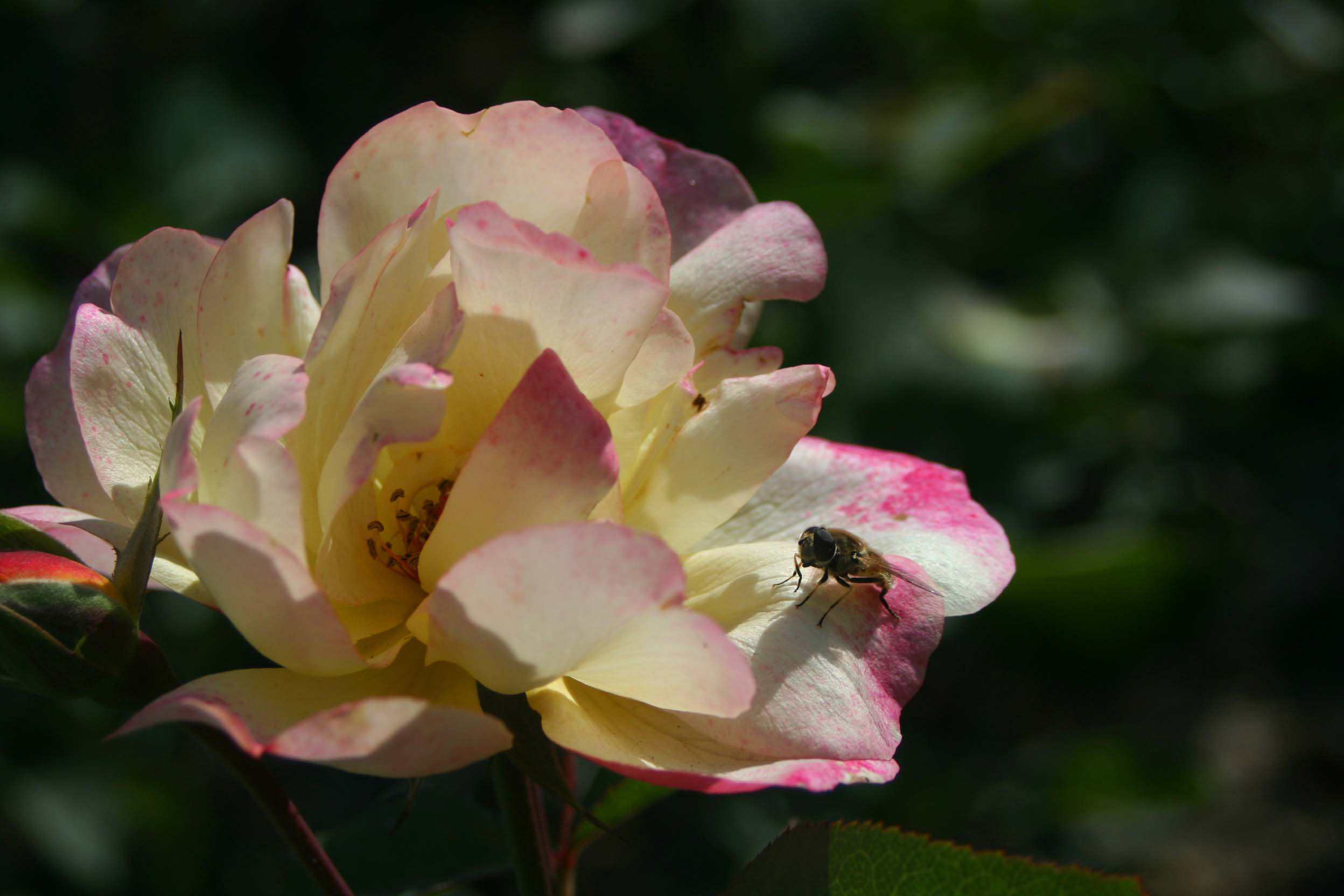 IMG_0871 ����_����.jpg