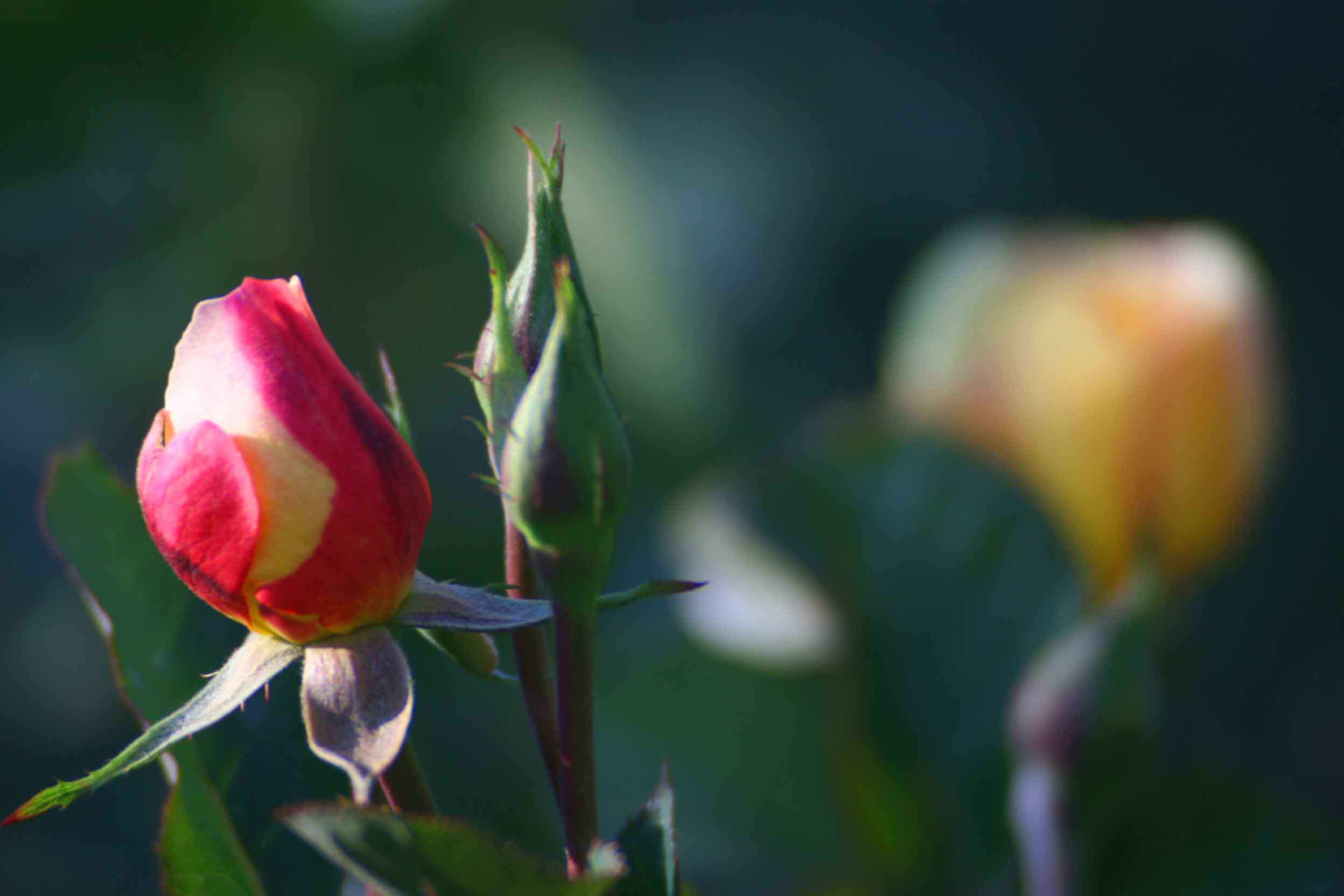 IMG_0915 ����_����.jpg