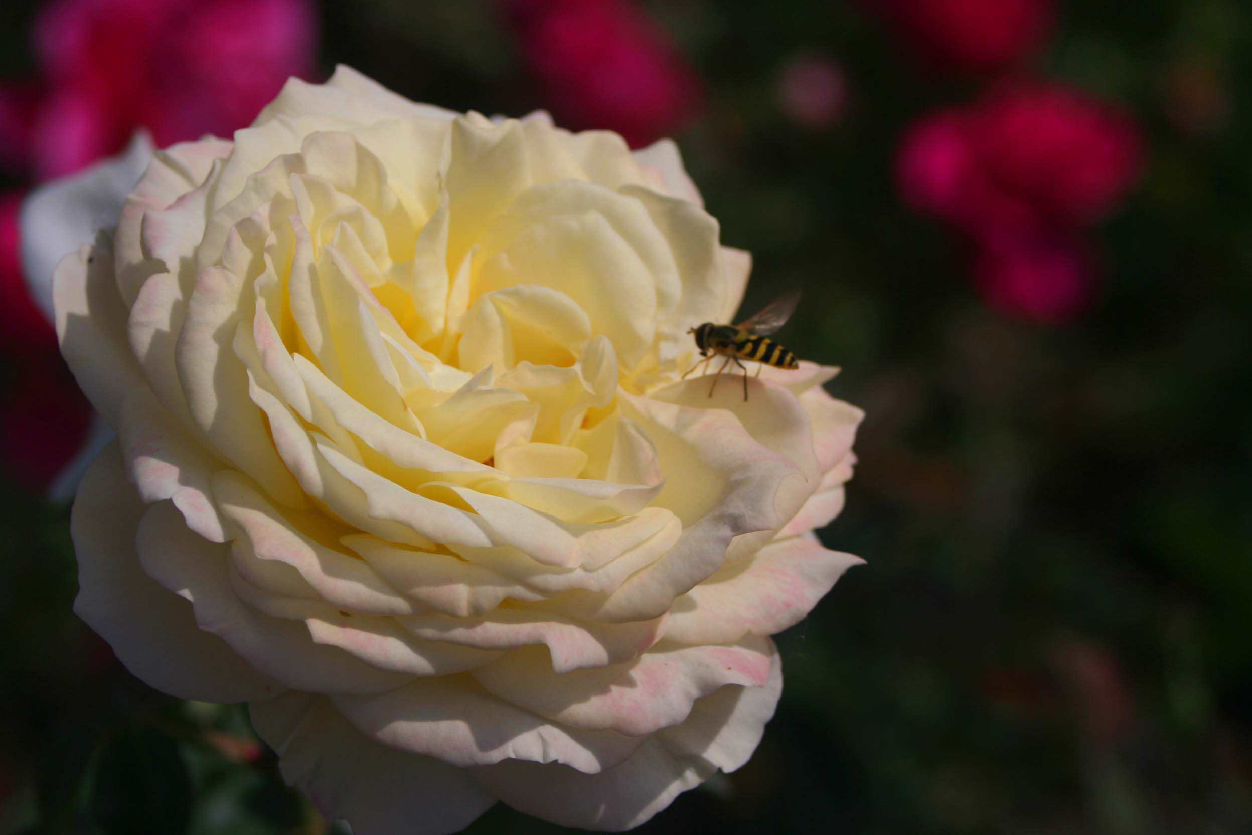 IMG_0995 ����_����.jpg