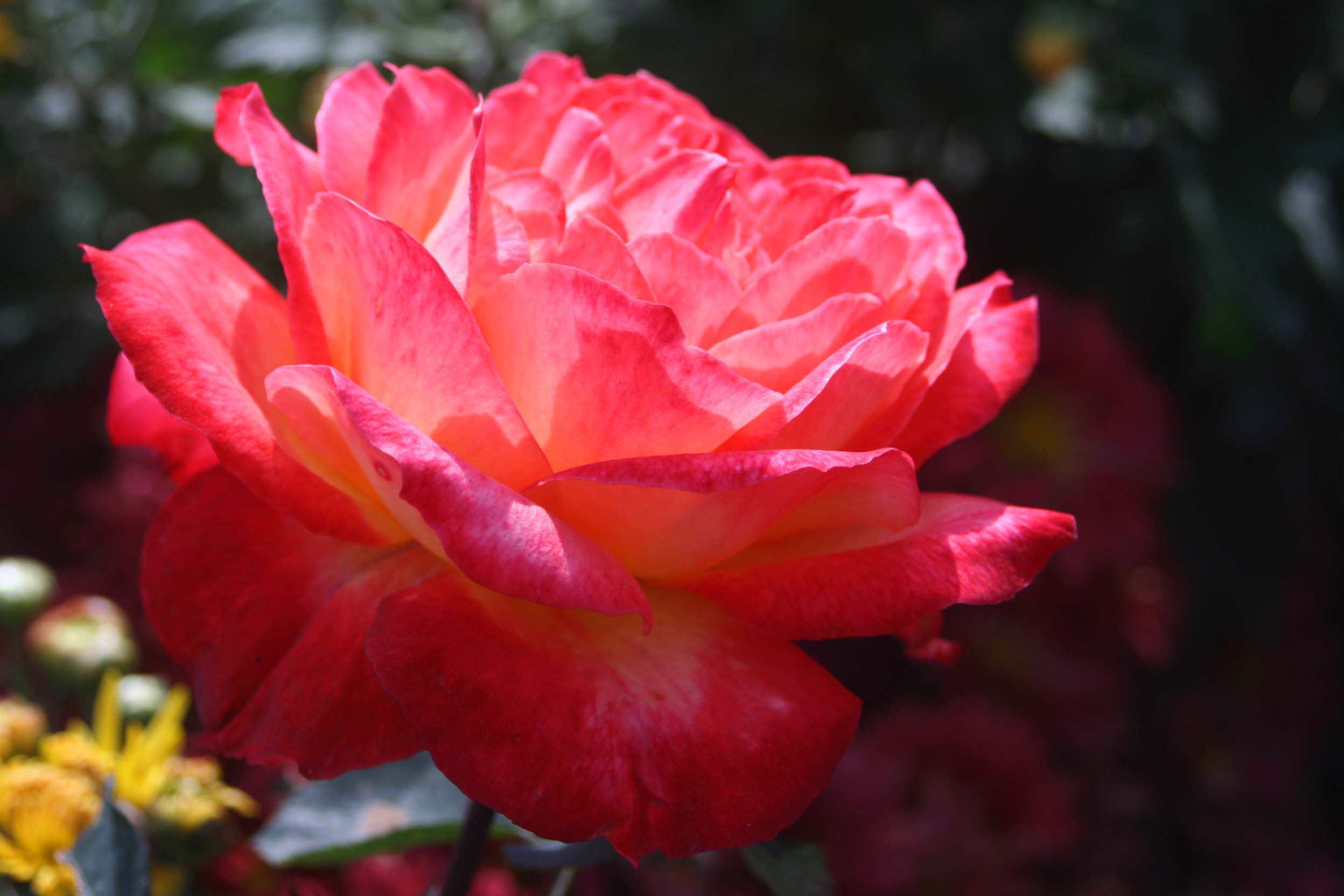 IMG_1007 ����_����.jpg