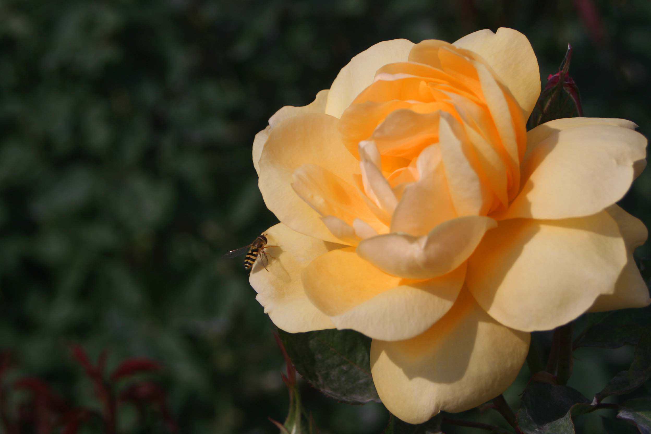 IMG_1026 ����_����.jpg