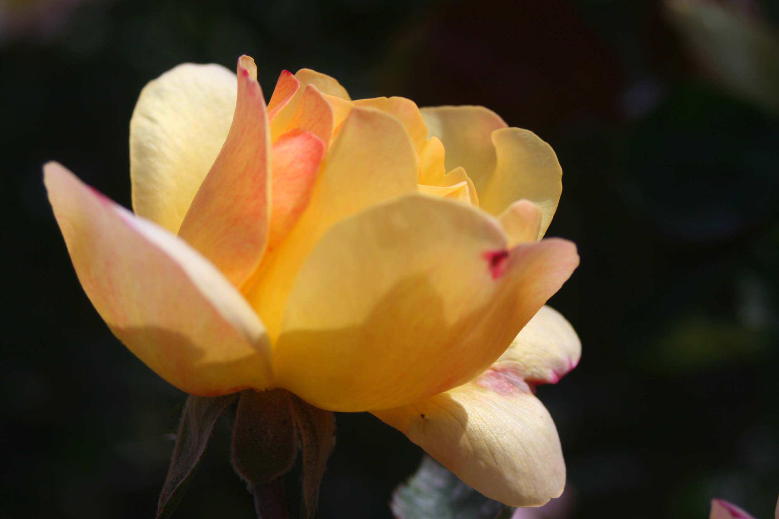 IMG_1034 ����_����.jpg