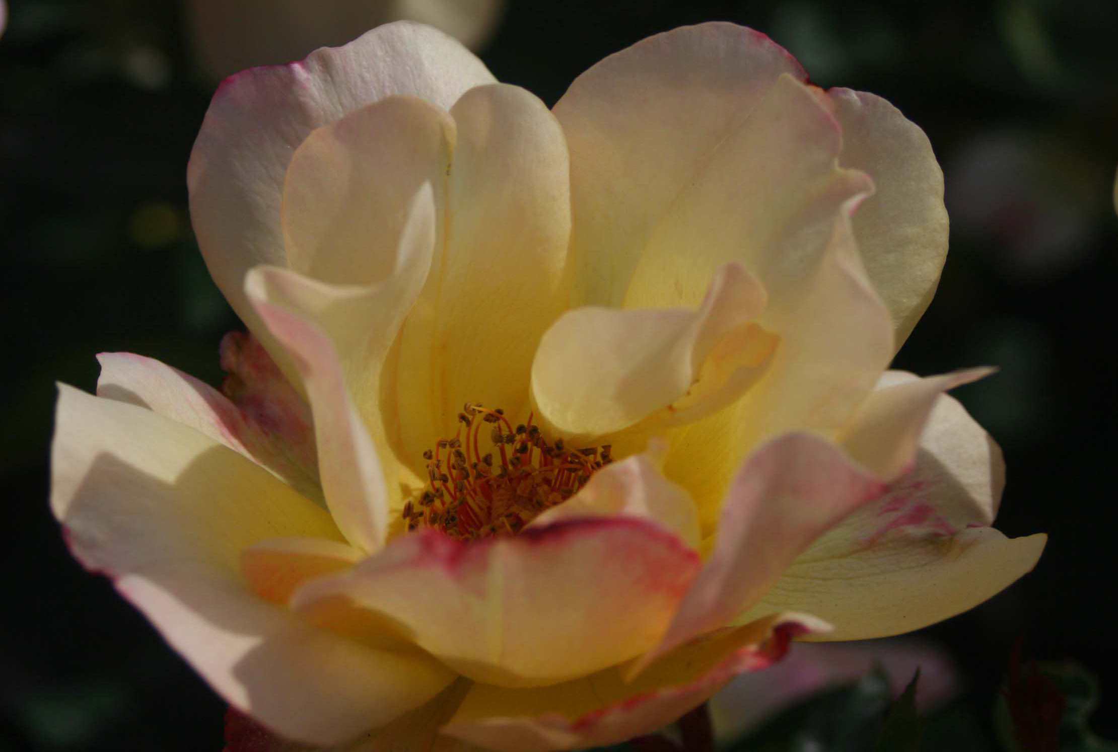 IMG_1062 ����_����_����.jpg