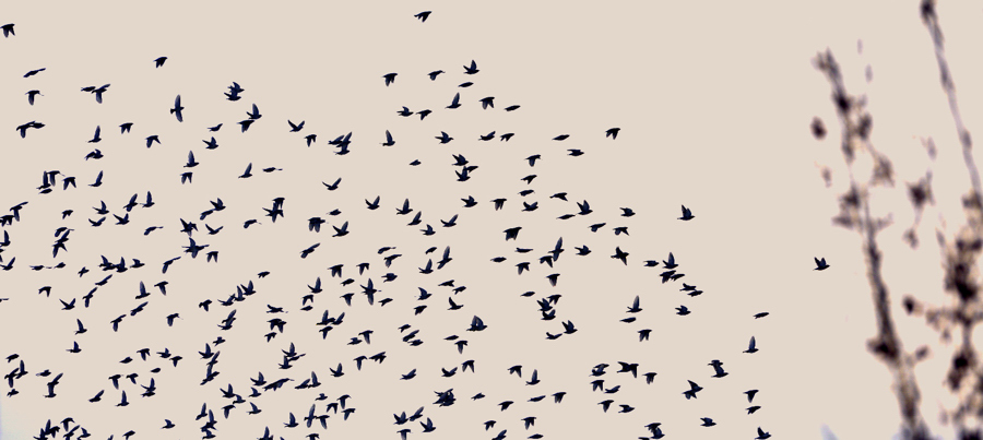 �����ɵ�����