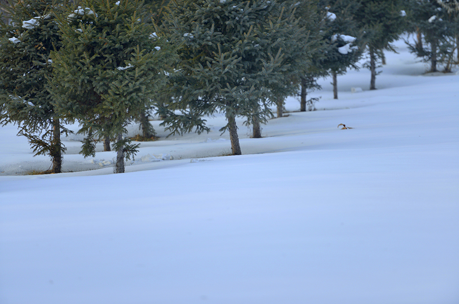 ����С��