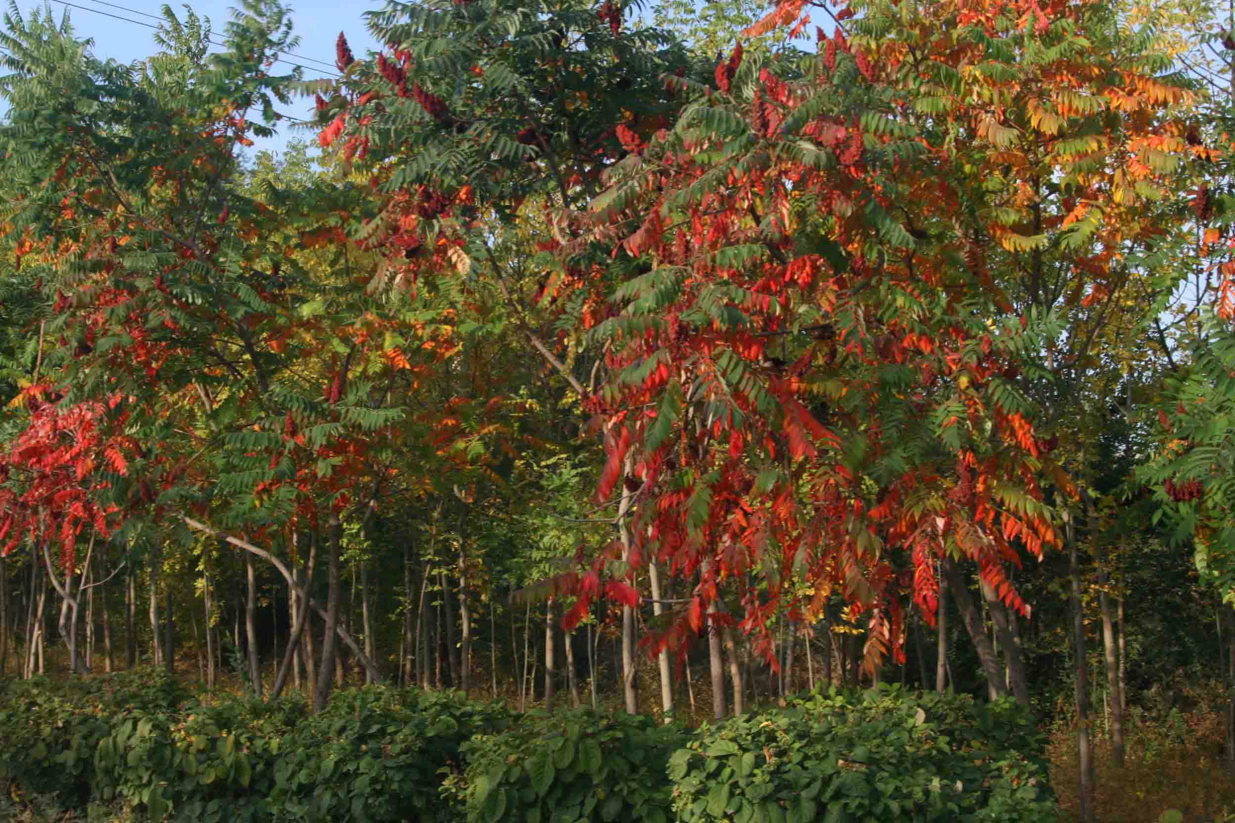 IMG_0928 ����_����.jpg