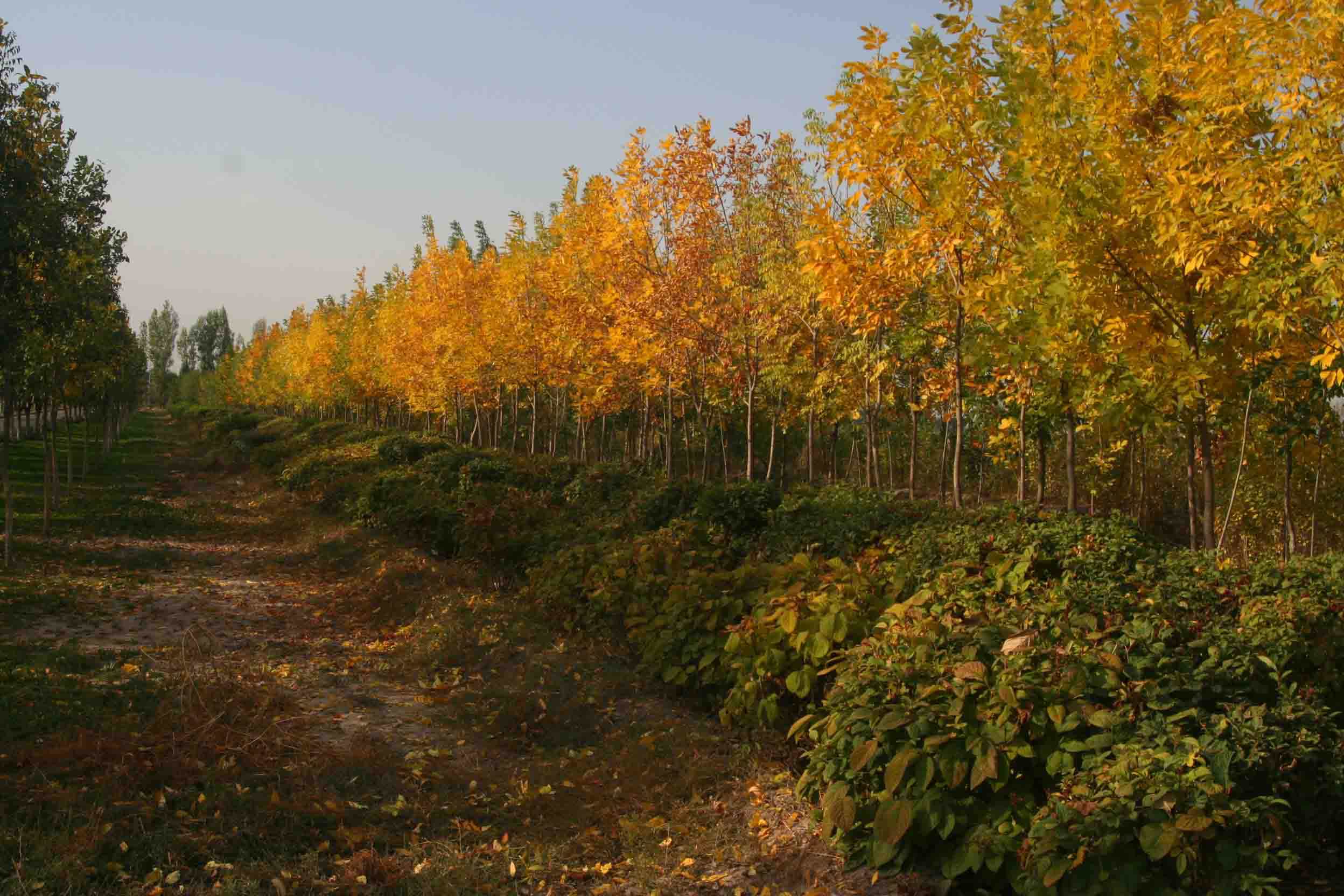 IMG_0939 ����_����.jpg