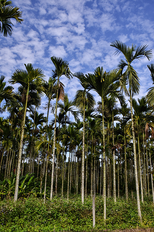 2014��12��13��̨�� a3911.jpg