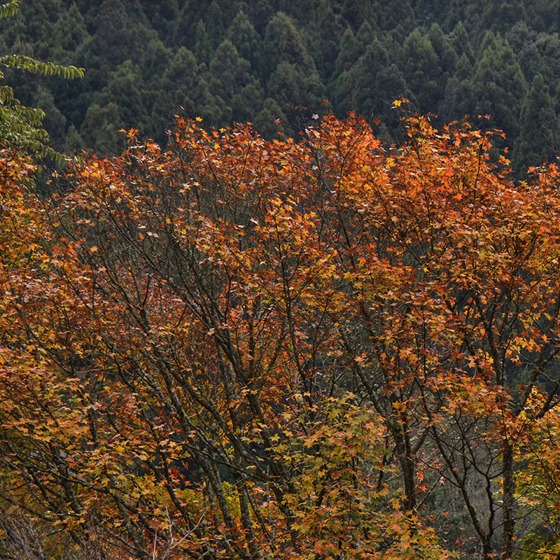 2014��12��13��̨�� a5571.jpg