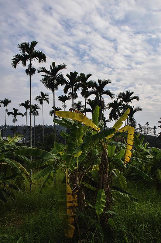 2014��12��13��̨�� a5601.jpg