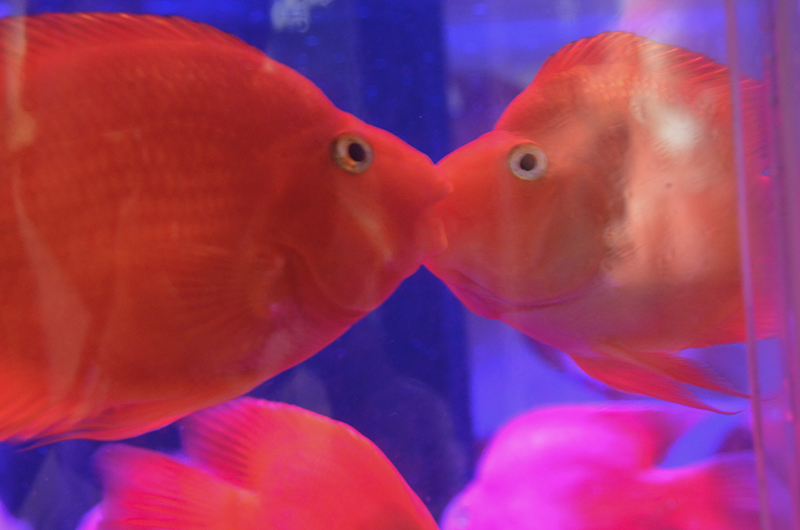 2014��12��13��̨�� a7231.jpg