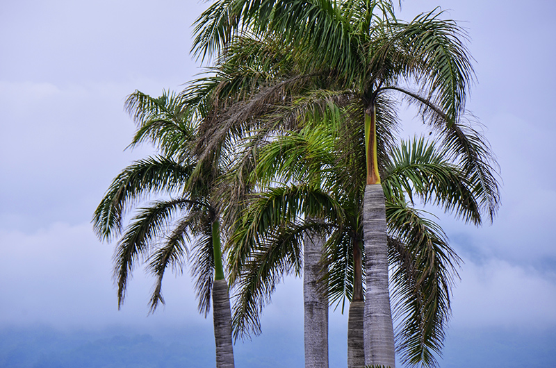 2014��12��13��̨�� a7431.jpg