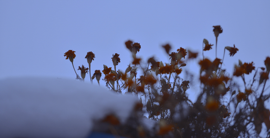 �����̴�ĸɻ�