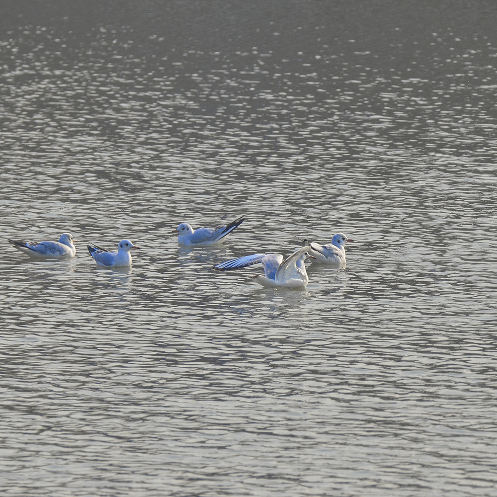 2015��1��12��ɽ��7000 a2041.jpg