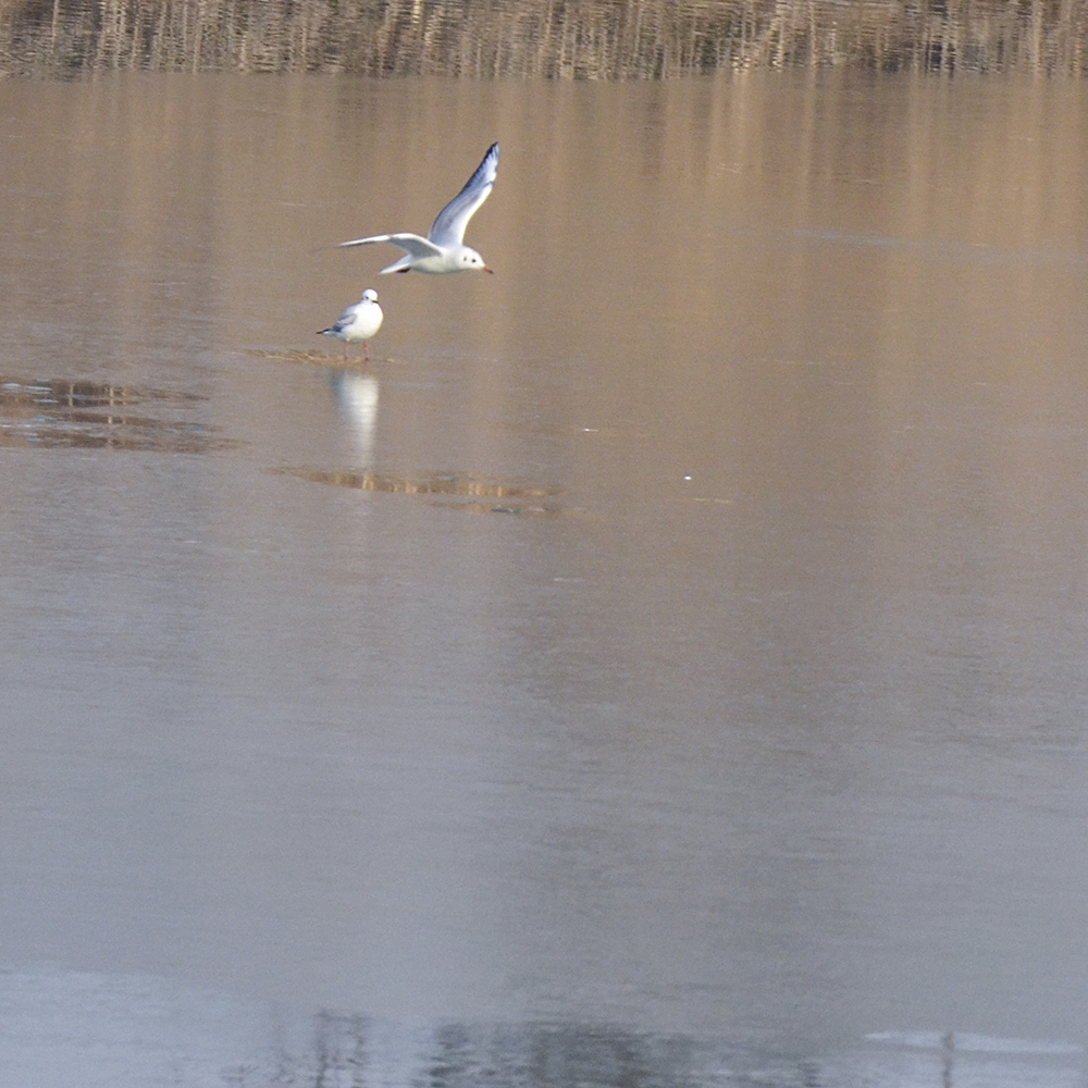 2015��1��12��ɽ��7000 a0231.jpg