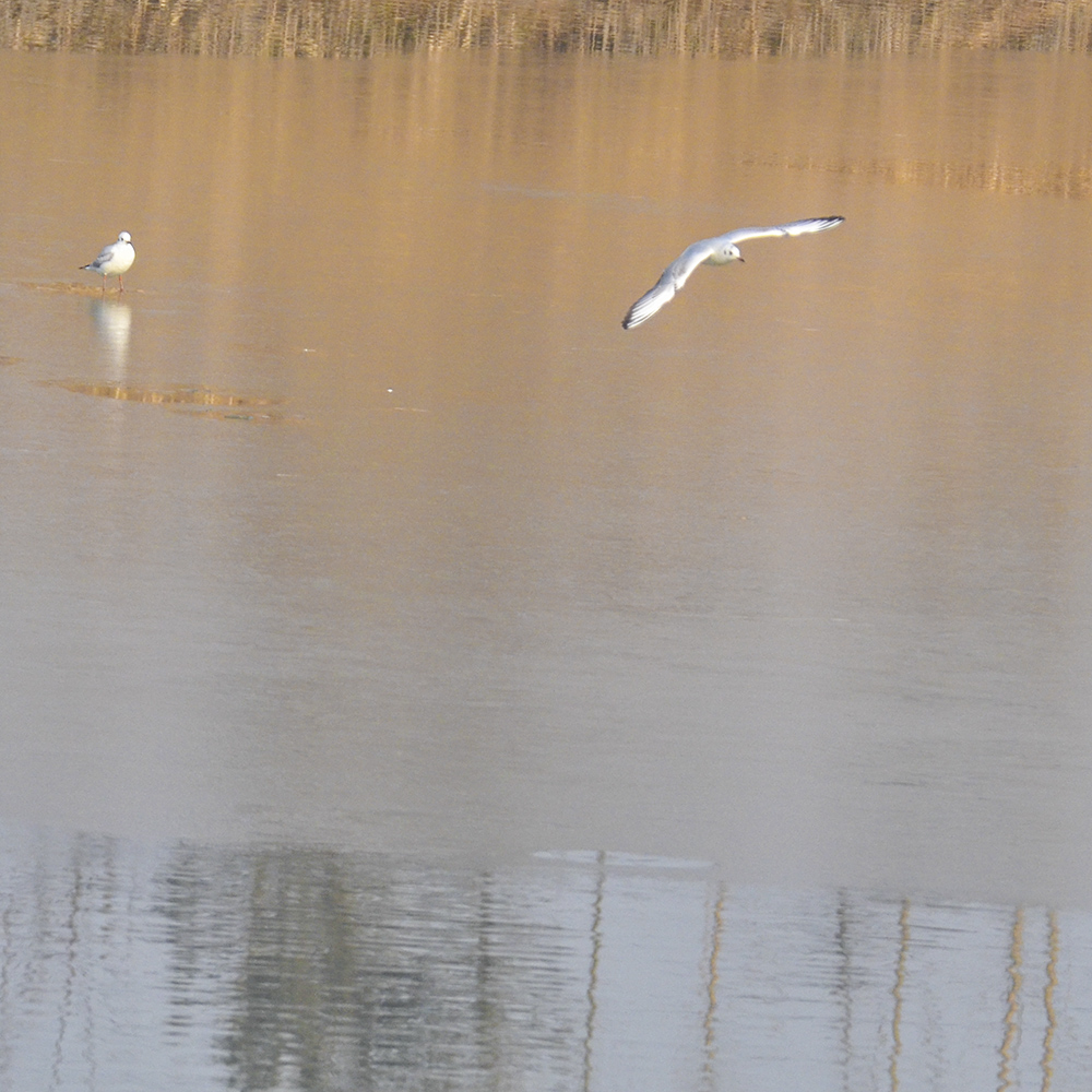 2015��1��12��ɽ��7000 a0251.jpg