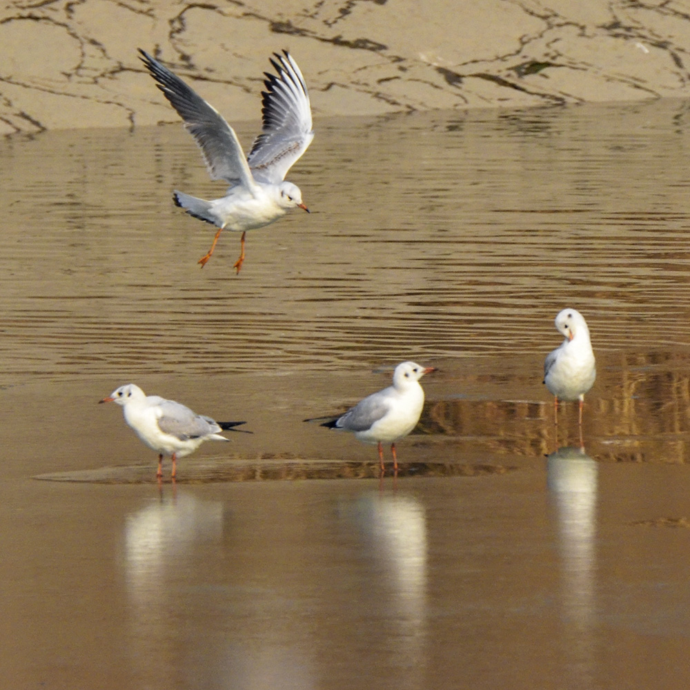 2015��1��12��ɽ��7000 a0541.jpg