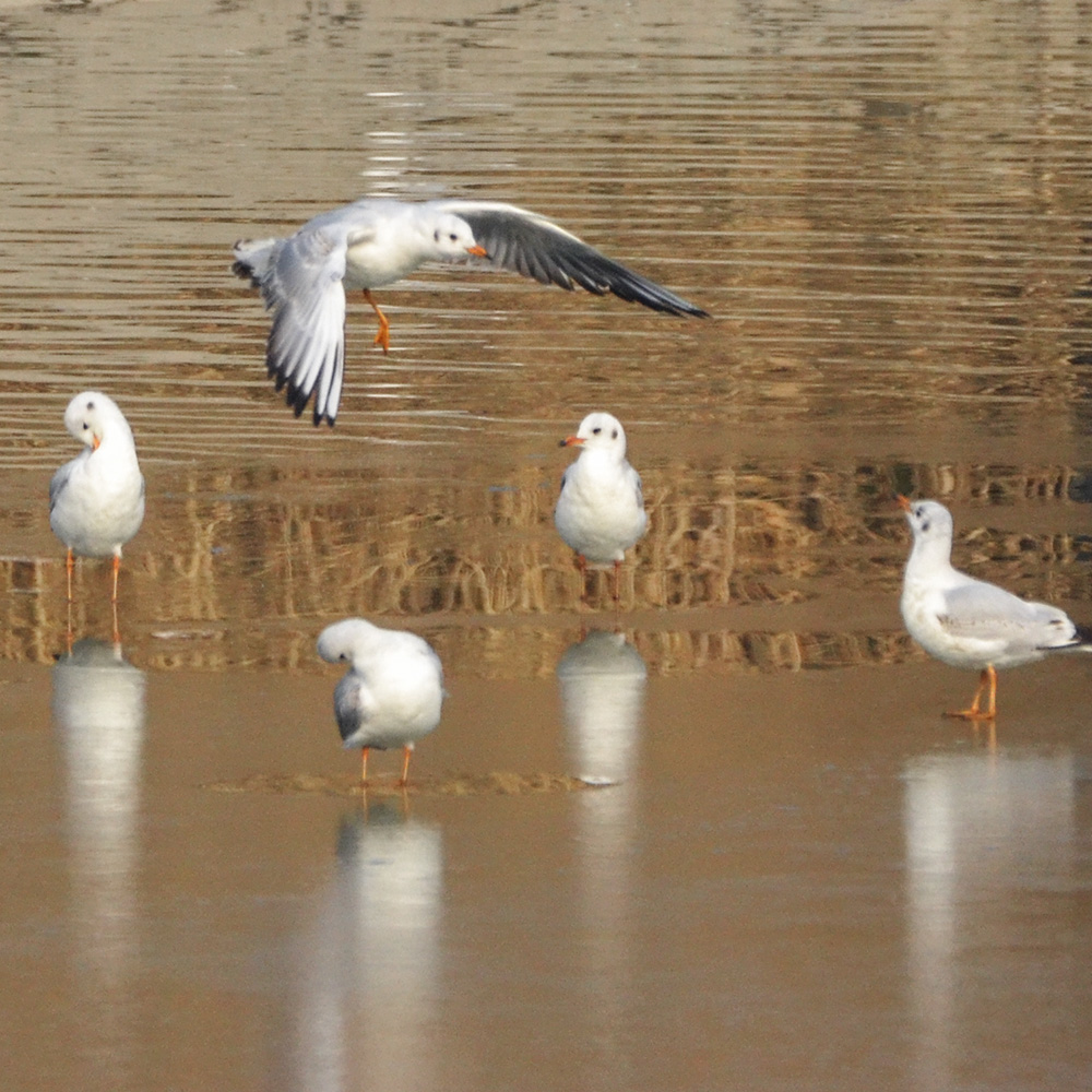 2015��1��12��ɽ��7000 a0561.jpg