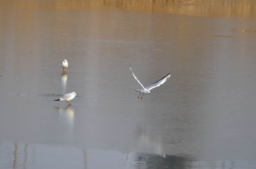 2015��1��12��ɽ��7000 a0791.jpg