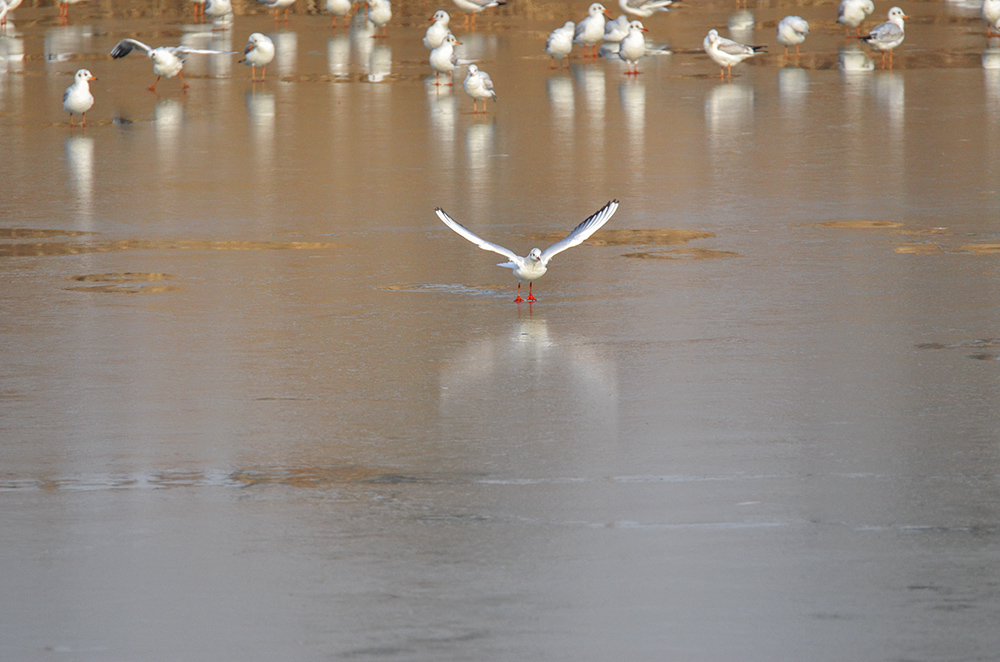 2015��1��12��ɽ��7000 a1031.jpg