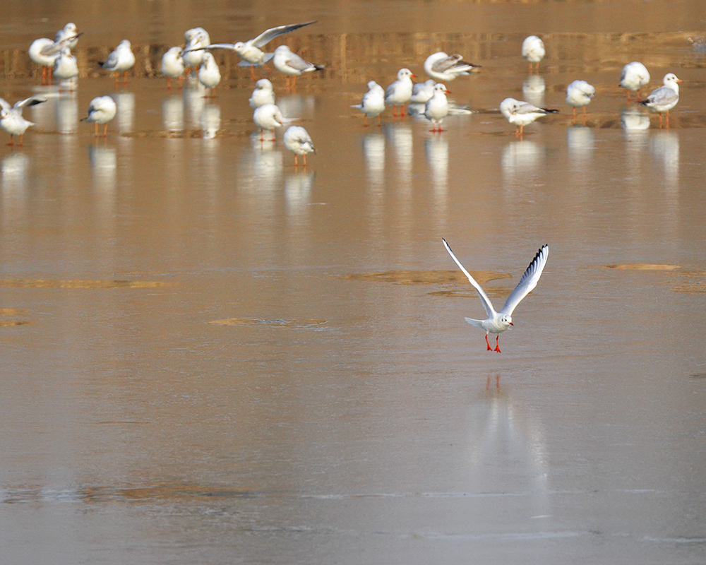 2015��1��12��ɽ��7000 a1071.jpg