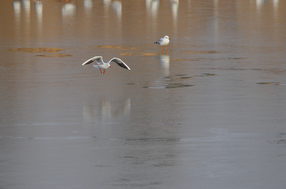 2015��1��12��ɽ��7000 a1091.jpg