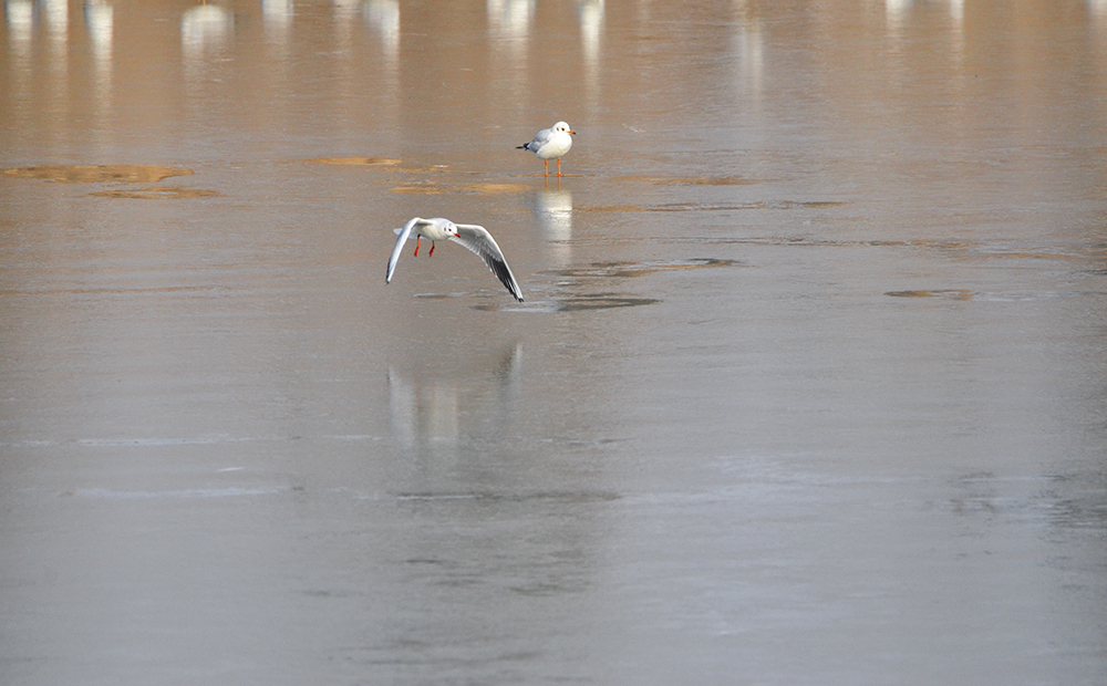 2015��1��12��ɽ��7000 a1101.jpg