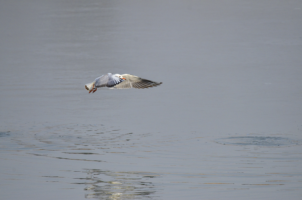 2015��1��12��ɽ��7000 a1151.jpg