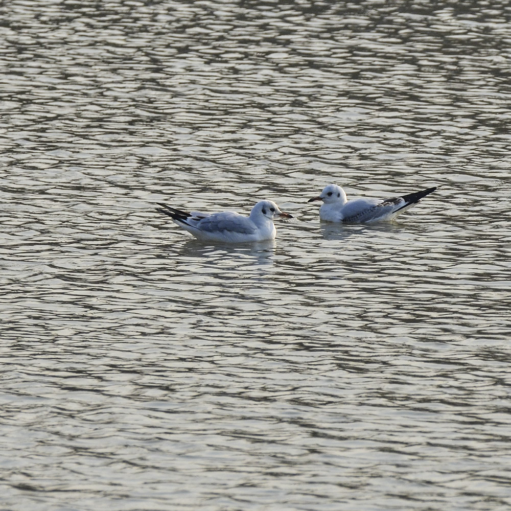 2015��1��12��ɽ��7000 a1871.jpg