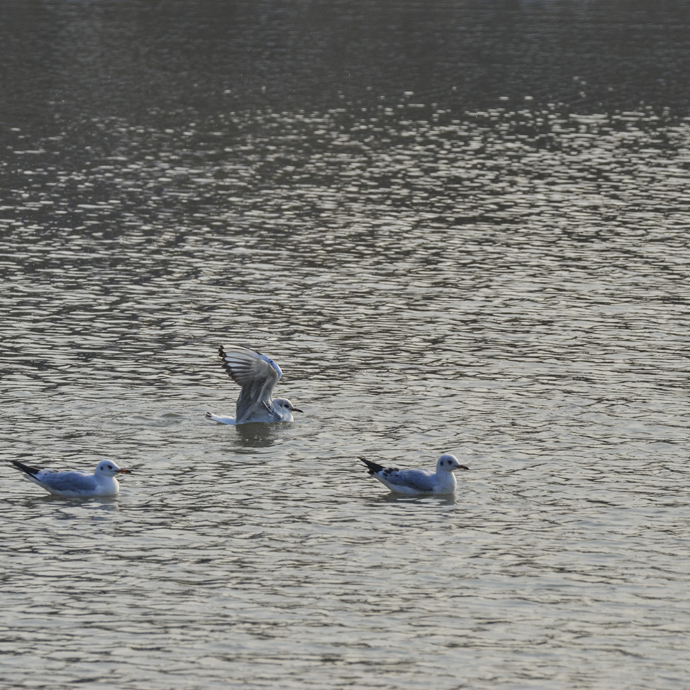 2015��1��12��ɽ��7000 a1971.jpg