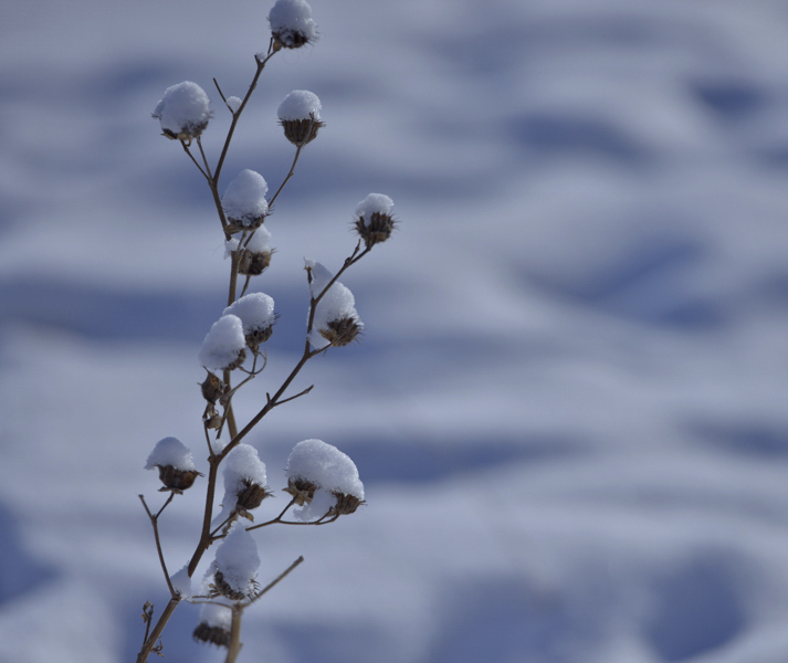 ������С��