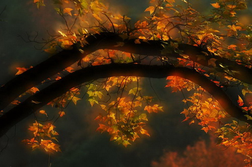 ��ɫ           ��Ӱ������..JPG