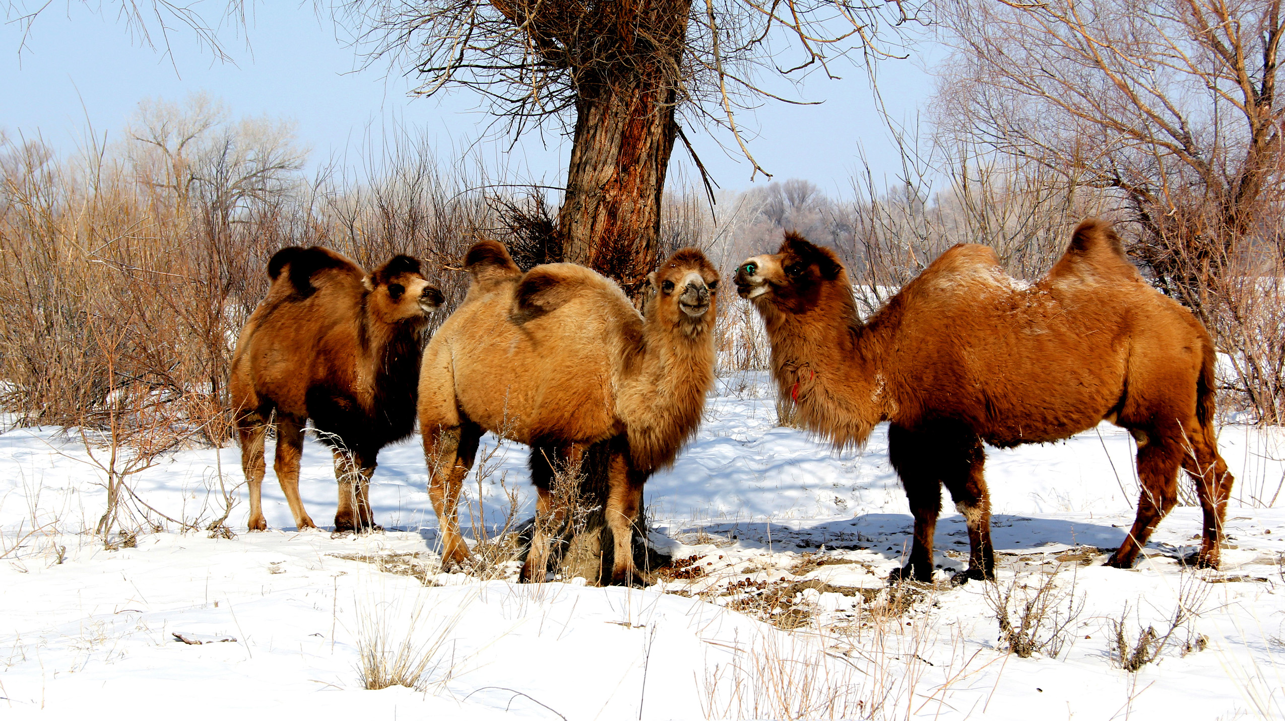 �������裨���� (5).jpg