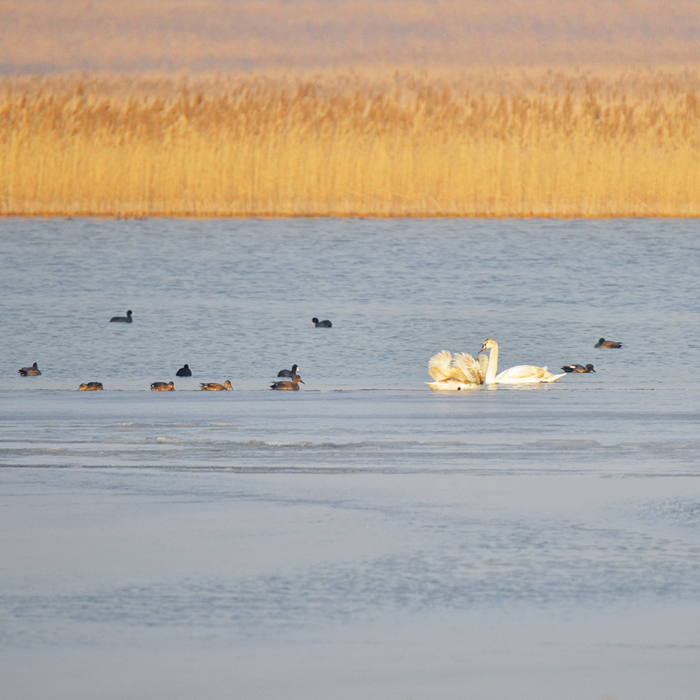 2015��1��12��ɽ��7000 a2101.jpg