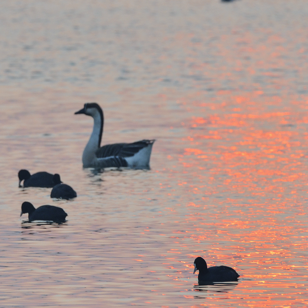 2015��1��12��ɽ��7000a 2711.jpg