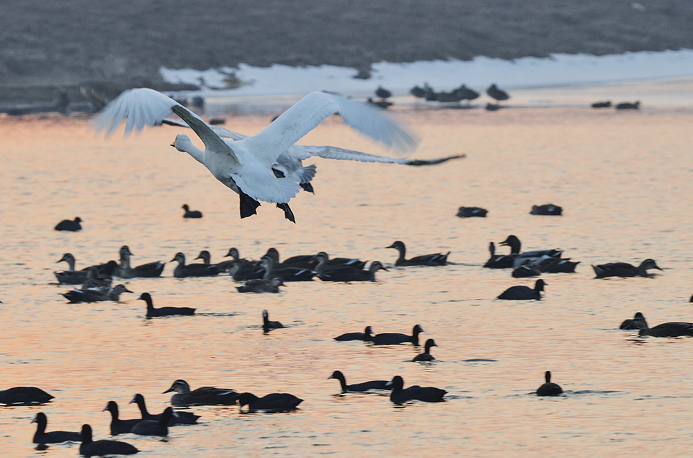 2015��1��12��ɽ��7000 a2461.jpg