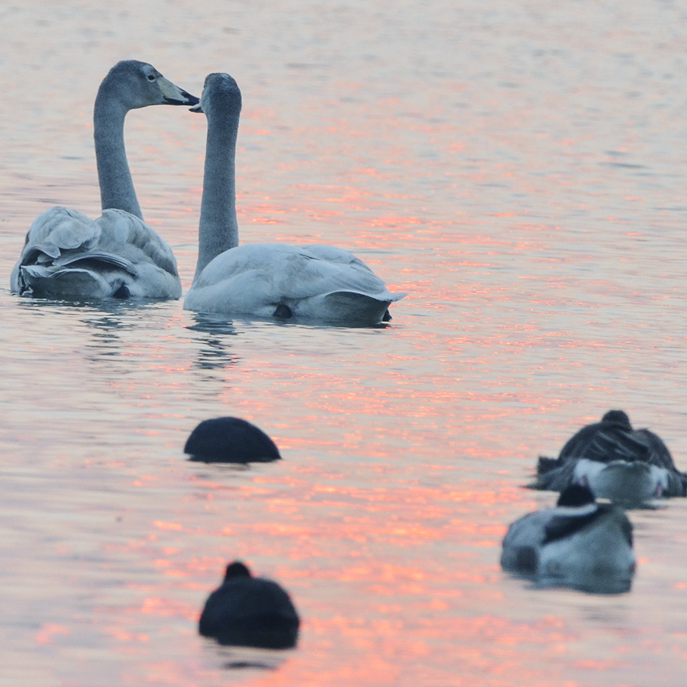 2015��1��12��ɽ��7000 a2861.jpg