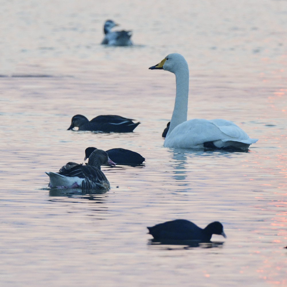 2015��1��12��ɽ��7000 a2761.jpg